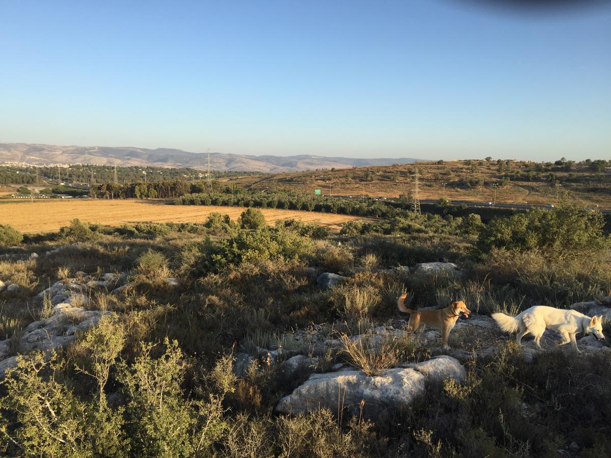 Peace Tent Villa Kfar Rut Dış mekan fotoğraf